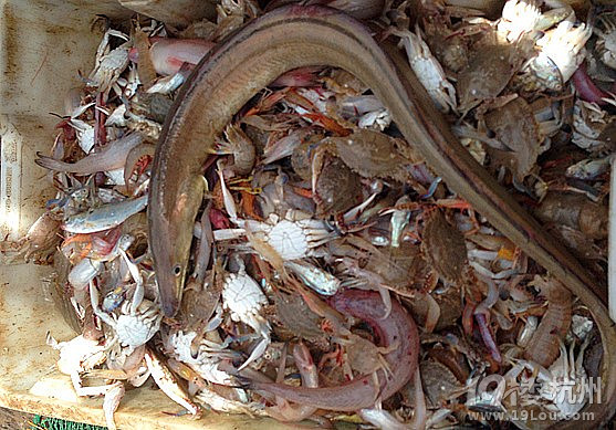 高温避暑好去处,海边露营出海打渔。浪漫海边