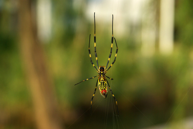 一只名叫棒络新妇的蜘蛛-静物-19摄区-杭州19
