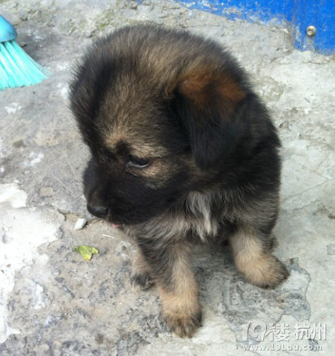 邻居家的狗宝宝如果没人领养,可以送到小和山