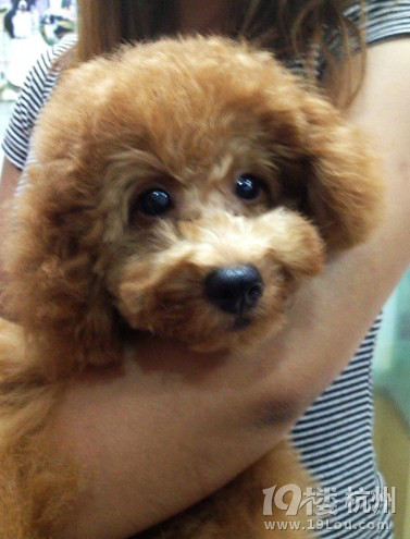 5个月泰迪MM求助!-宠物新闻-家有宠物-杭州19