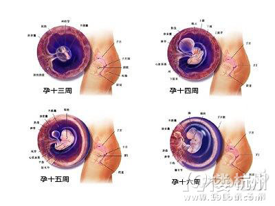胎儿成长过程图-准妈妈俱乐部-准妈妈论坛-杭州