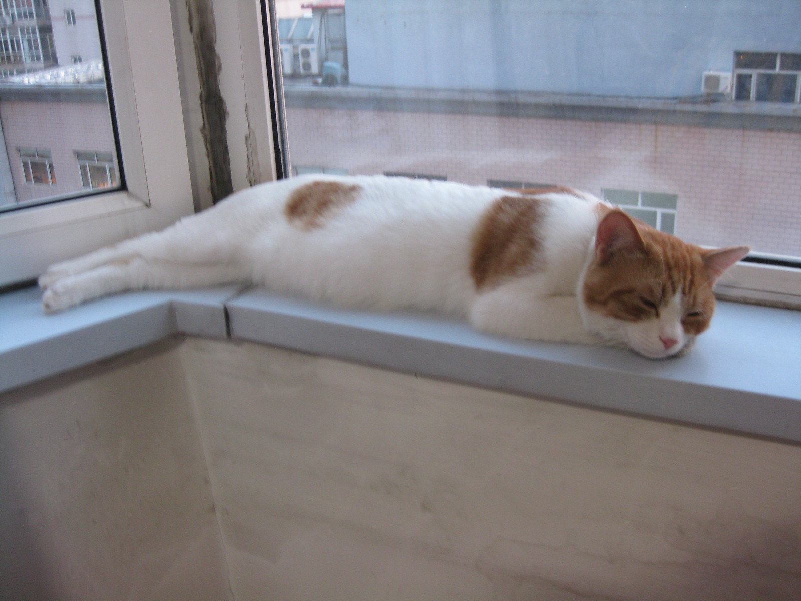 懒猫阿咪各种睡