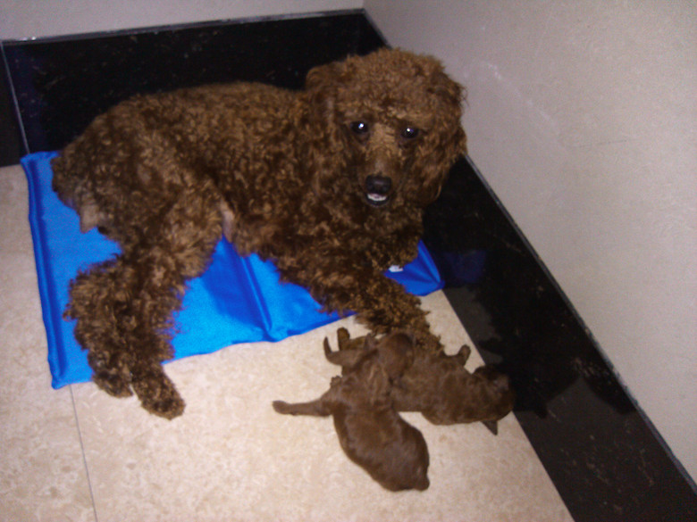 卖小狗(红贵DD)-宠物相关交易区-杭州19楼