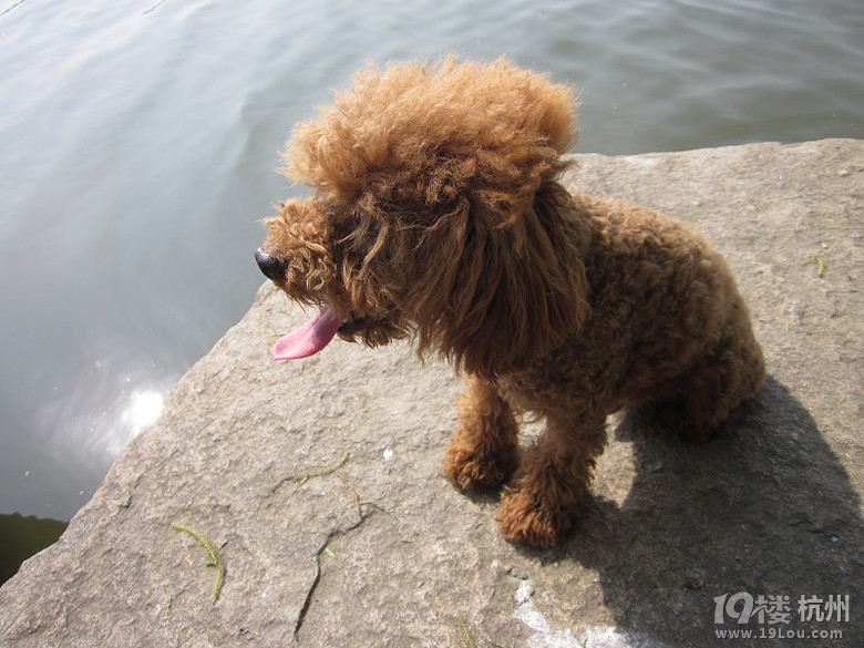 当你吃东西的时候,狗狗眼巴巴望着你,你会怎么