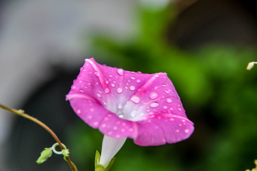 雨后牵牛花