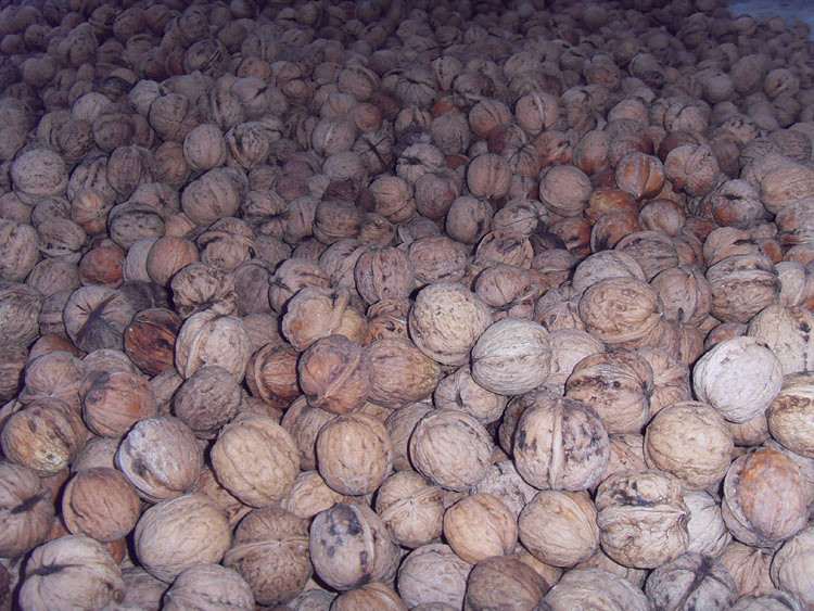 2013纯正山东带青皮新鲜核桃薄壳500g 绿皮核