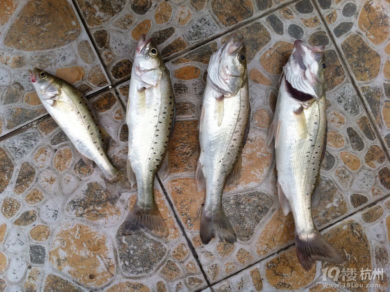 强悍及至把钓鱼路亚发扬光大!-钓鱼俱乐部-杭州