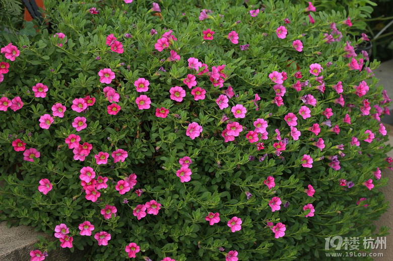 花园的小精灵---百万小铃-花鸟鱼虫-居家生活-杭州19楼