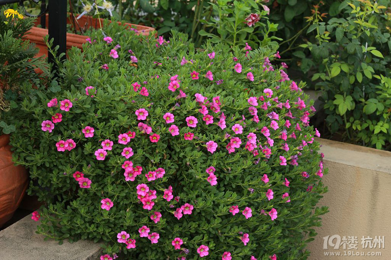 花园的小精灵---百万小铃-花鸟鱼虫-居家生活-杭州19楼