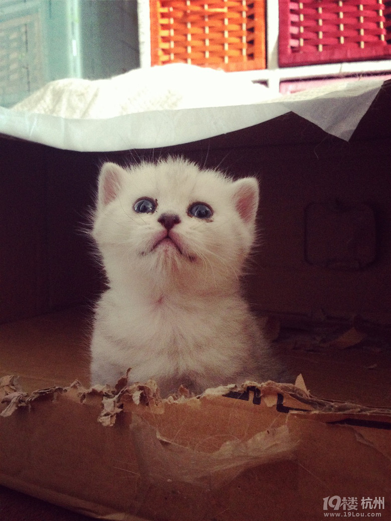 我家的折耳宝宝长大咯,简直就是渐层英短,内附