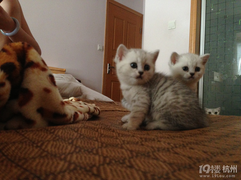 我家的折耳宝宝长大咯,简直就是渐层英短,内附