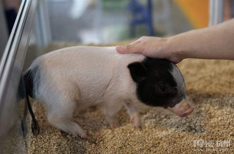说是台湾小香猪 我看是金华两头乌-爱宠分享-家