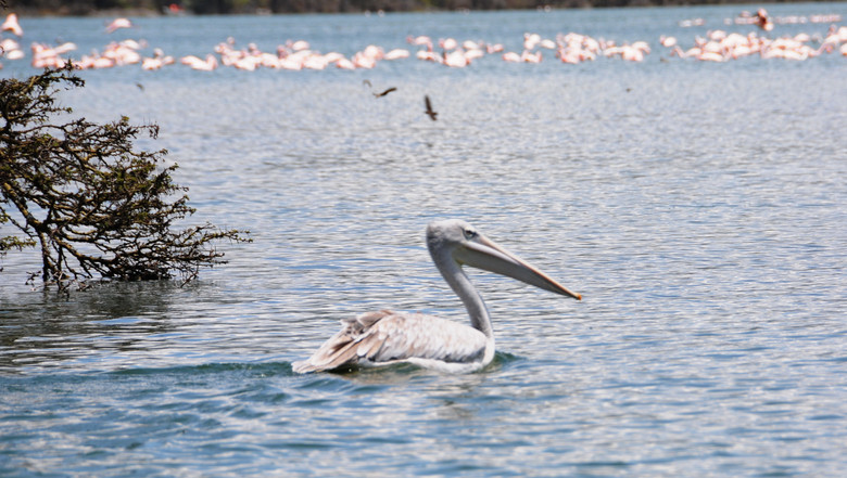 ၆LAKE OLEIDON(jng)v