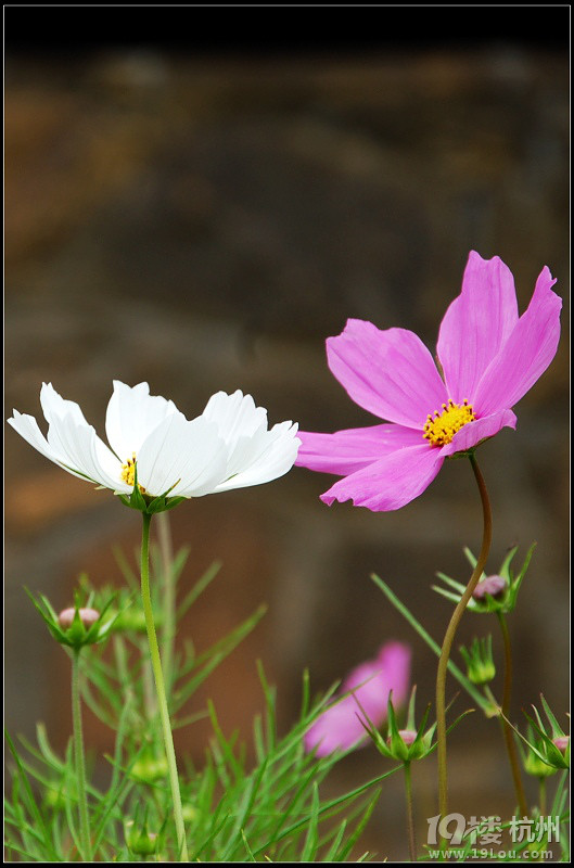 DDDDDD 7月,西藏 DDDDDDD