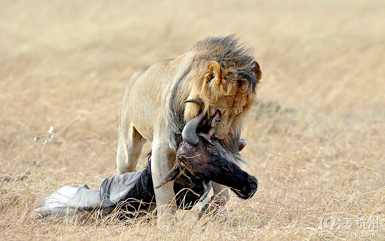 狂野非洲,2013马赛马拉、塞伦盖蒂草原野生动