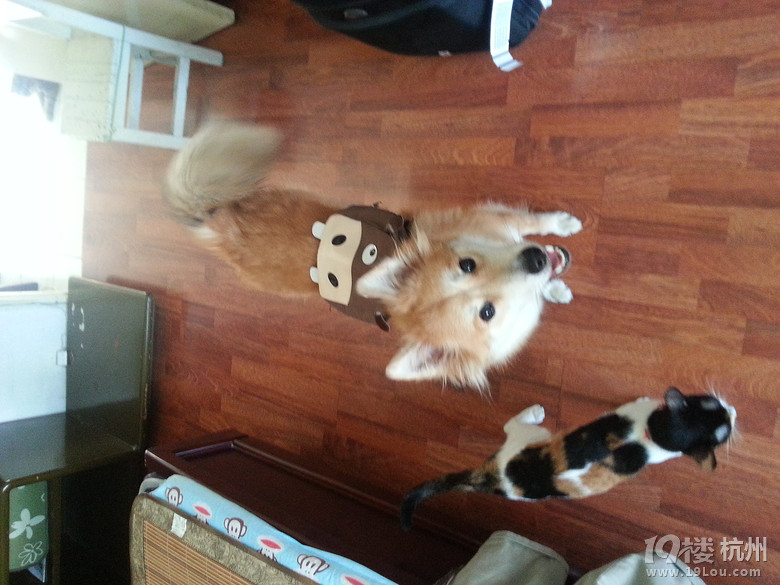 小呀么小二郎,背着个书包上学堂-爱宠分享-家有