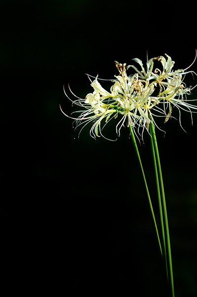 彼岸花(石蒜花)