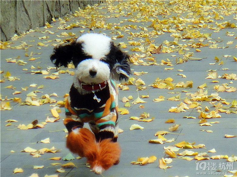 绍兴拍到一只熊猫在 吃竹子 极品花贵-爱宠分