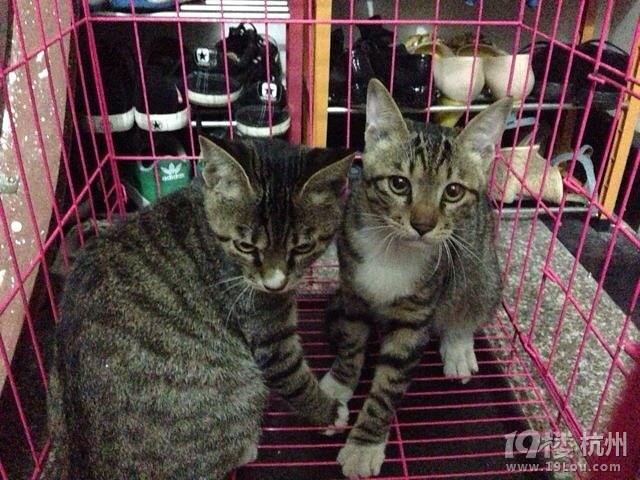 ~请给<em>一对</em>出身可怜温柔可爱的猫咪小<em>兄妹</em>一个