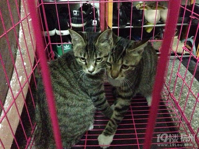 ~请给<em>一对</em>出身可怜温柔可爱的猫咪小<em>兄妹</em>一个