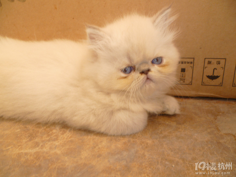 家养品种纯正长毛加菲猫生咧-宠物相关交易区