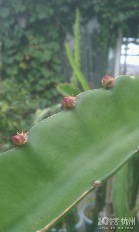 在家里的露台上种了3年的火龙果终于看到果实