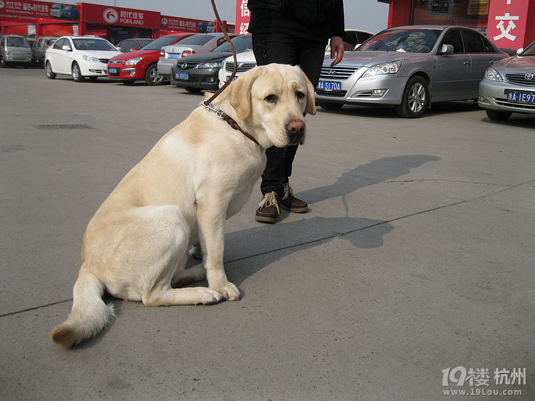 1岁半拉布拉多宝姑娘找高富帅-爱宠分享-家有