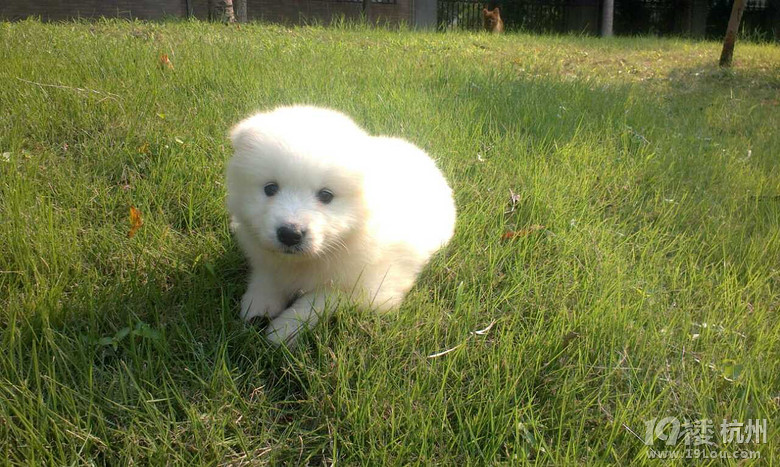 白<em>妹子巧妹子</em>,我们都是好妹子-家有宠物-杭州1