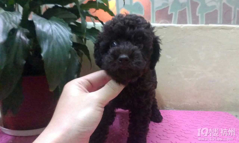 白<em>妹子巧妹子</em>,我们都是好妹子-家有宠物-杭州1