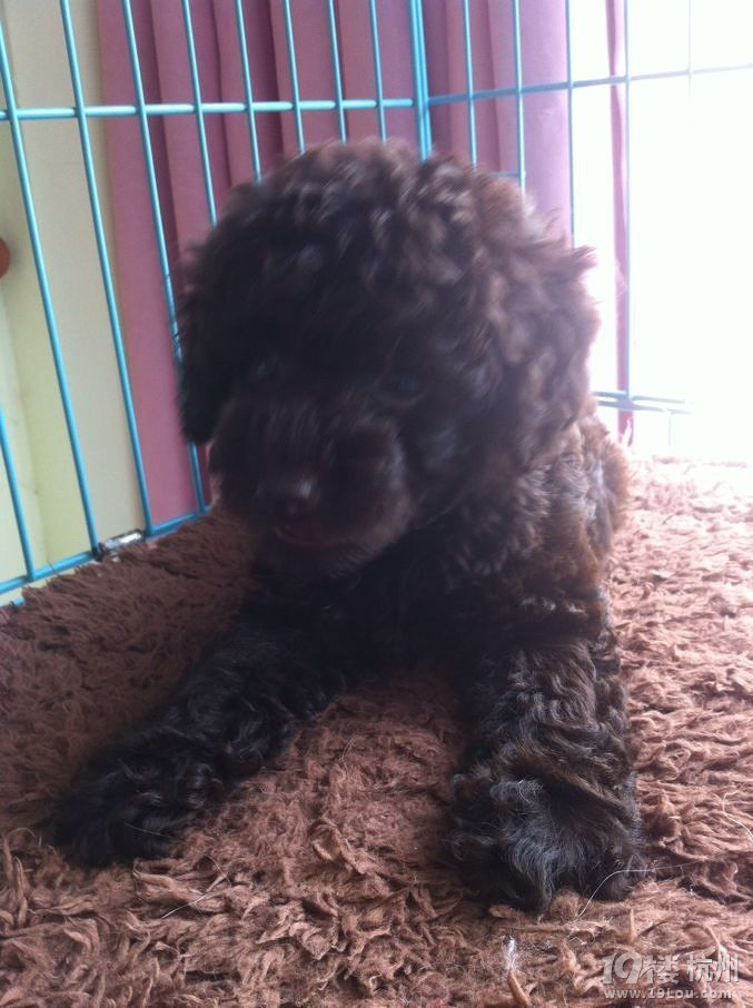 白<em>妹子巧妹子</em>,我们都是好妹子-家有宠物-杭州1