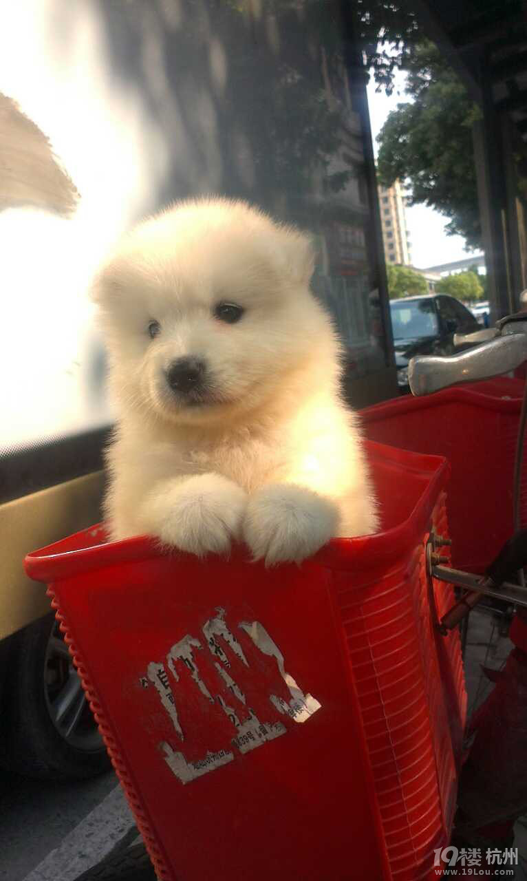 白<em>妹子巧妹子</em>,我们都是好妹子-家有宠物-杭州1