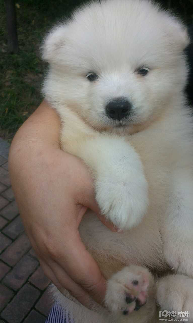 白<em>妹子巧妹子</em>,我们都是好妹子-家有宠物-杭州1