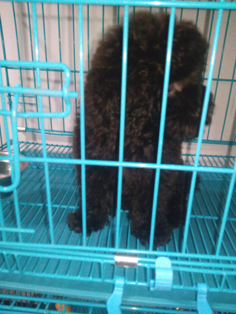 不是什么样的泰迪熊都叫精品,我的狗给你诠释