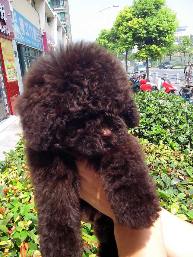 不是什么样的泰迪熊都叫精品,我的狗给你诠释