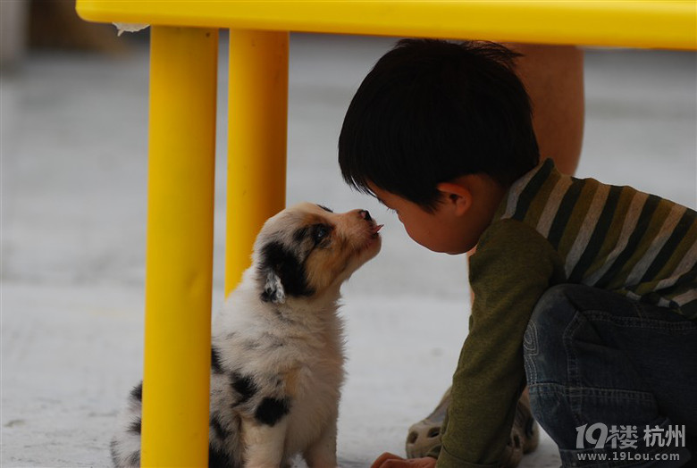 儿子与狗狗的故事-家有宠物-杭州19楼