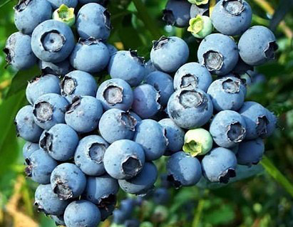 土壤水分对蓝莓生长有什么影响