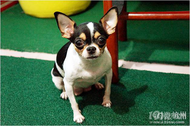 2013中国(杭州)宠物文化节潮人超狗秀复赛预告