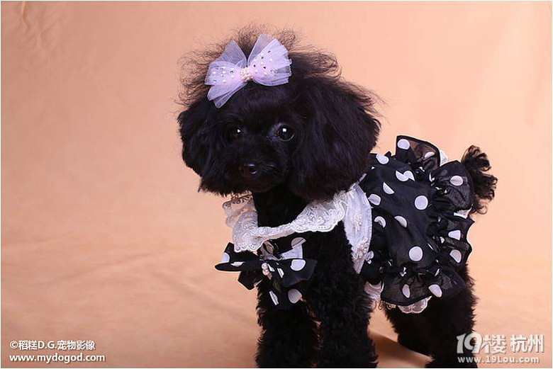 2013中国(杭州)宠物文化节潮人超狗秀复赛预告