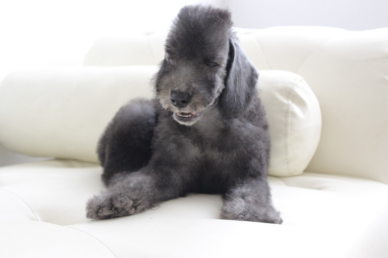 家养高品质贝灵顿仔仔找新家--小小绵羊仔-我要出售-宠物相关交易区-杭州19楼