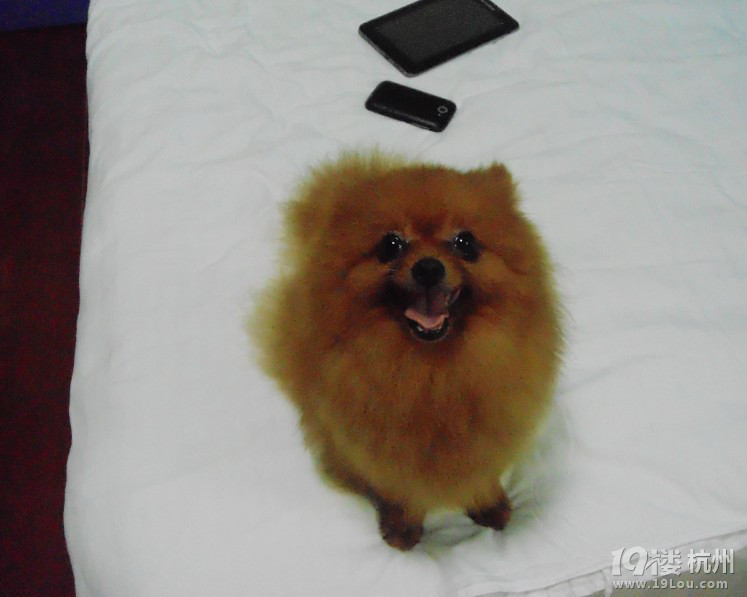 求倉鼠各種小小動物，順便給我家樂總找夫婿