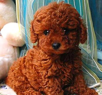 始预订家养极品玩具红贵宾,可以上门看狗爹狗