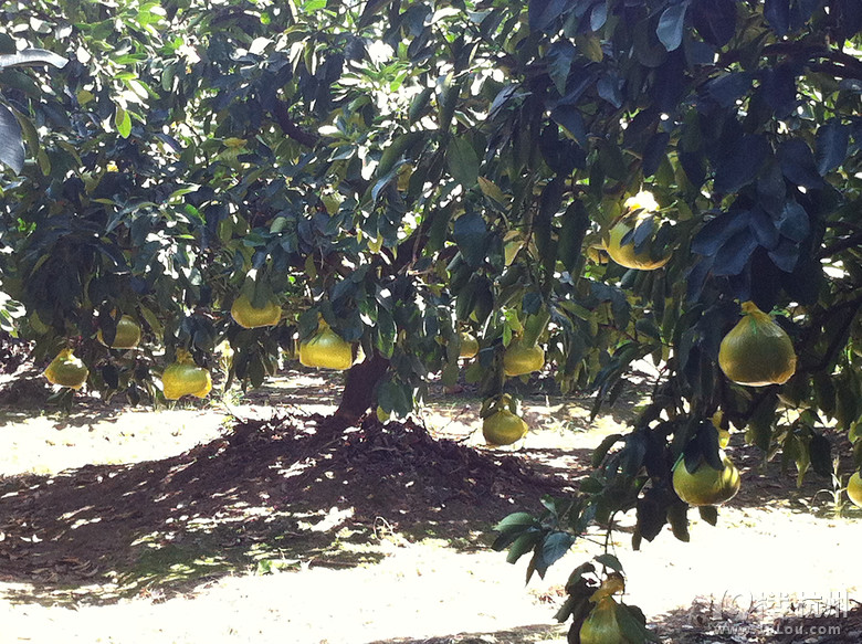 玉环文旦马上上市咯-美食狗仔队-美食俱乐部-杭