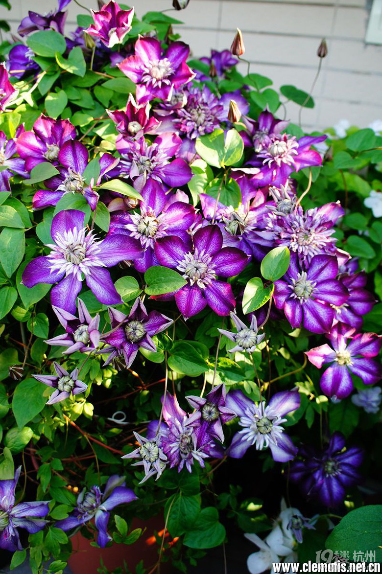 十几个品种小铁(花友插扦苗)-花鸟鱼虫-居家生