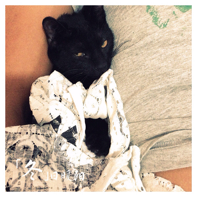 家有黑猫精灵-家有宠物-杭州19楼