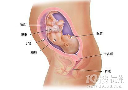 怀孕七个月男胎儿图片,呆萌呆萌的O(∩_∩)O-