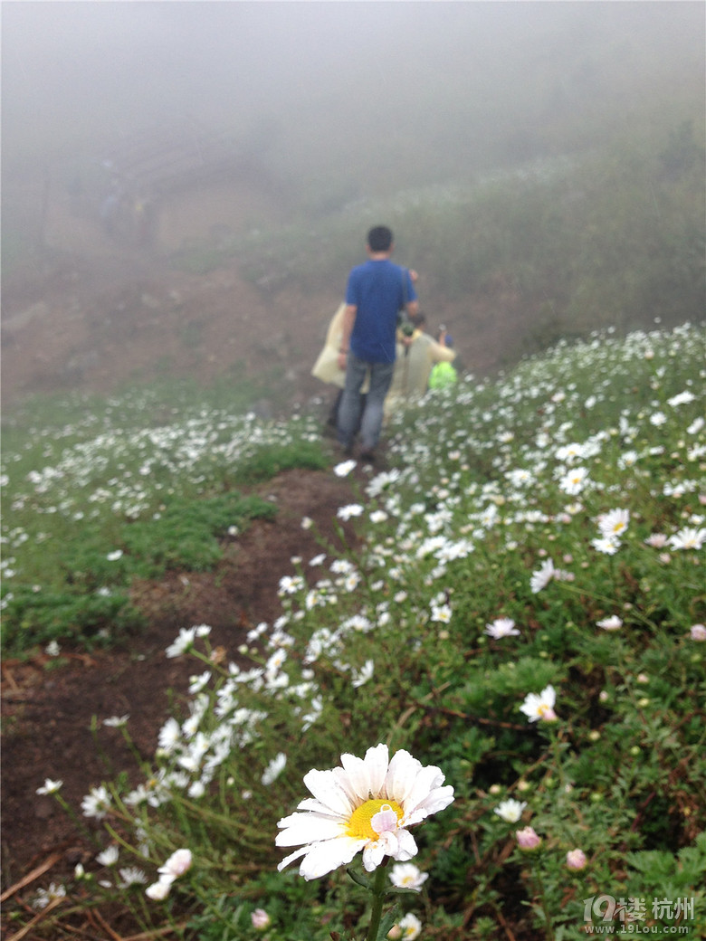 登顶金紫尖,风雨无阻,赏高山野菊-游记攻略-户