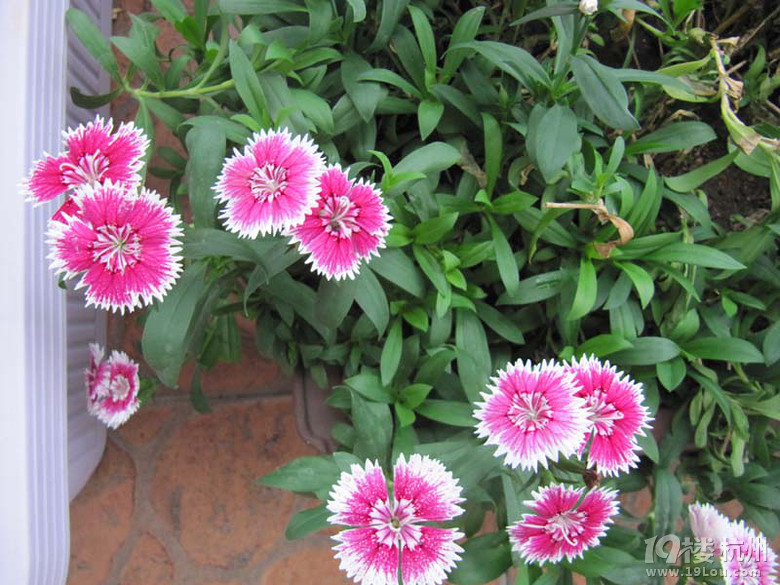 那些花儿(12楼更新了美咲照片)-花鸟鱼虫-居家