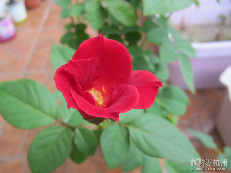 那些花儿(12楼更新了美咲照片)-花鸟鱼虫-居家