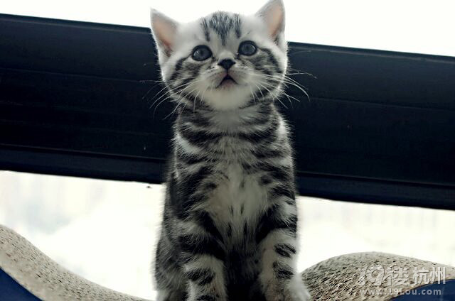 哇哈,做一只有人疼爱的猫 (题目长不起来)-爱宠