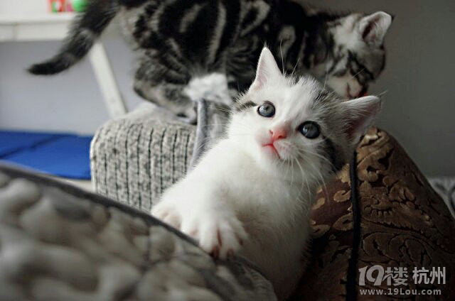 哇哈,做一只有人疼爱的猫 (题目长不起来)-爱宠